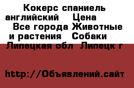 Кокерс спаниель английский  › Цена ­ 4 500 - Все города Животные и растения » Собаки   . Липецкая обл.,Липецк г.